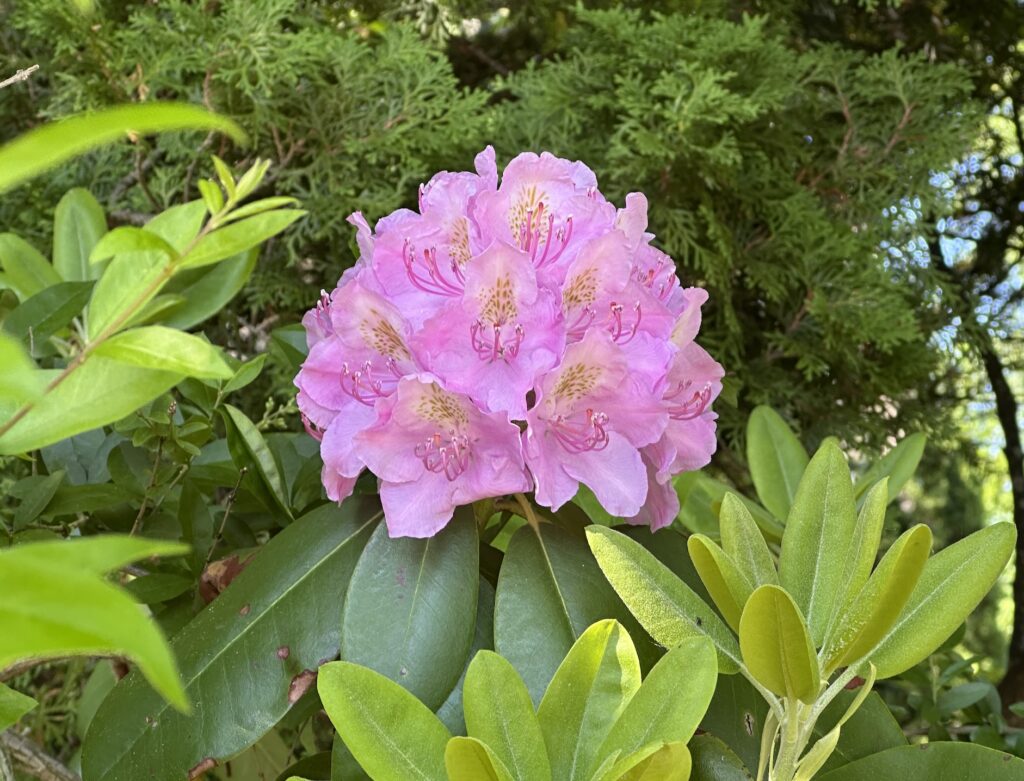 Rhododendron
