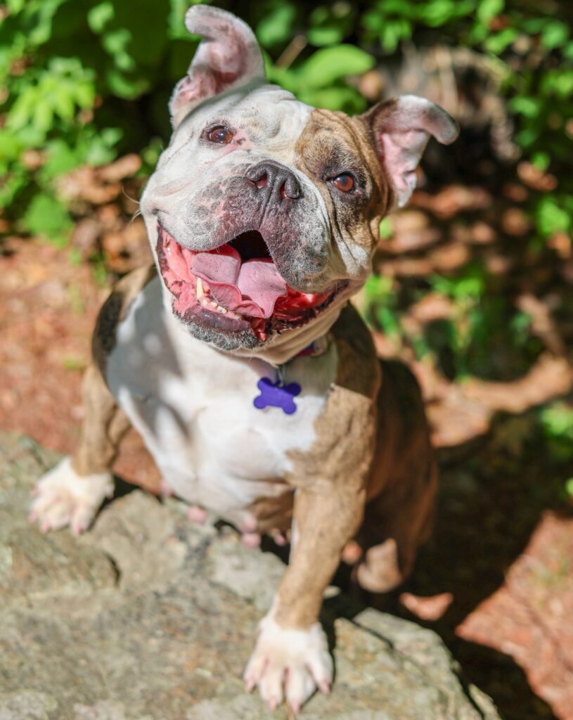 Adoptable Animal-Big Bertha