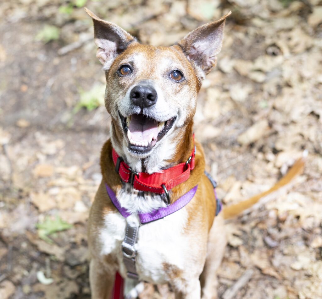 Baypath Adoptable Animal-Lola