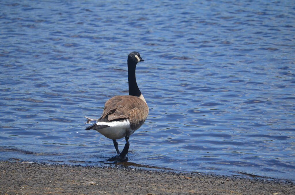 Goose Hopkinton State Park