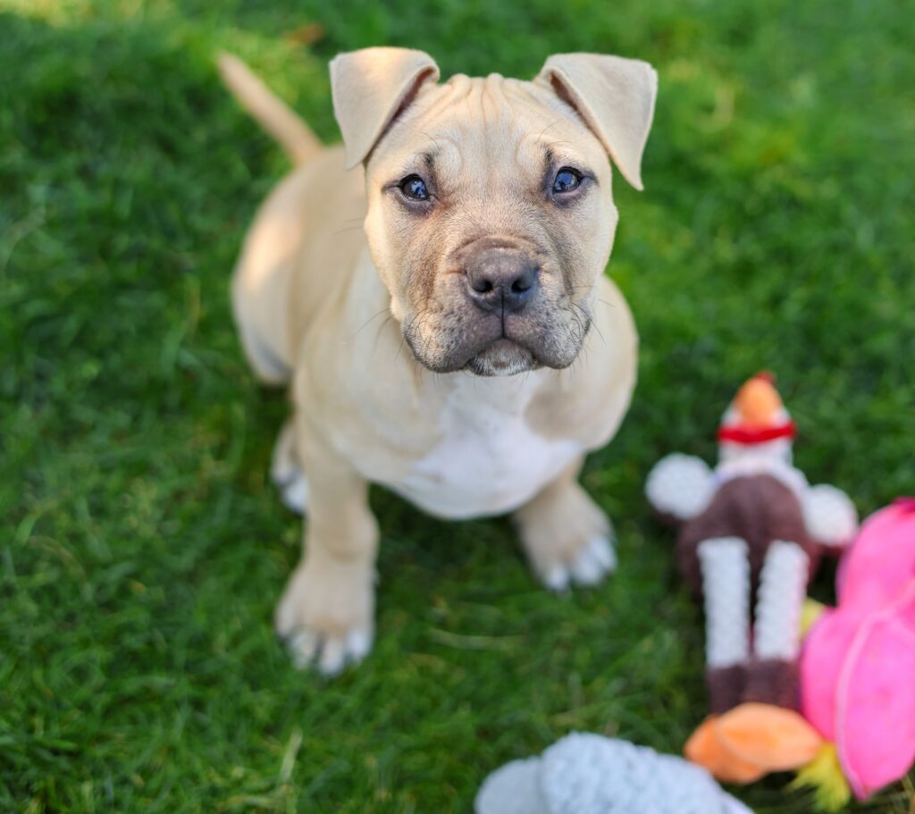 Adoptable Animal-Colby