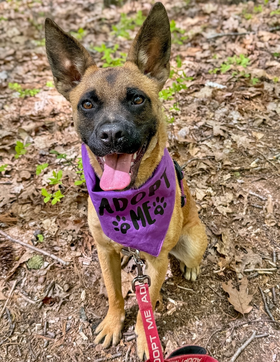 Baypath Adoptable Animal of the Week: Mikasa
