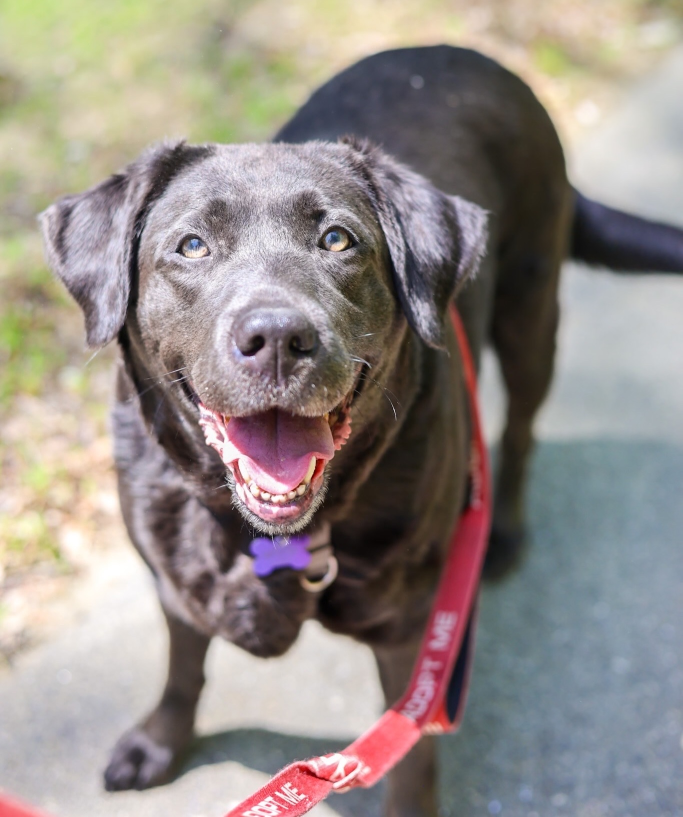 Baypath Adoptable Animal of the Week: Willow