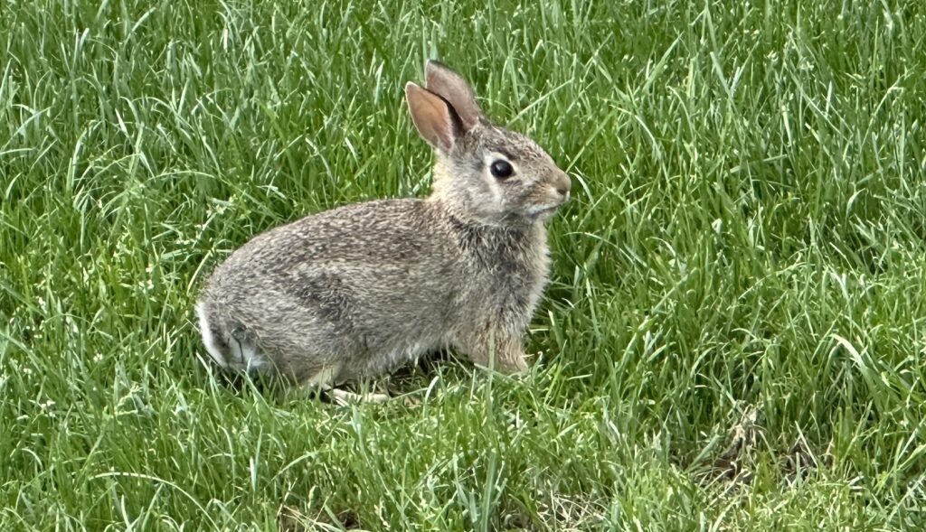Rabbit
