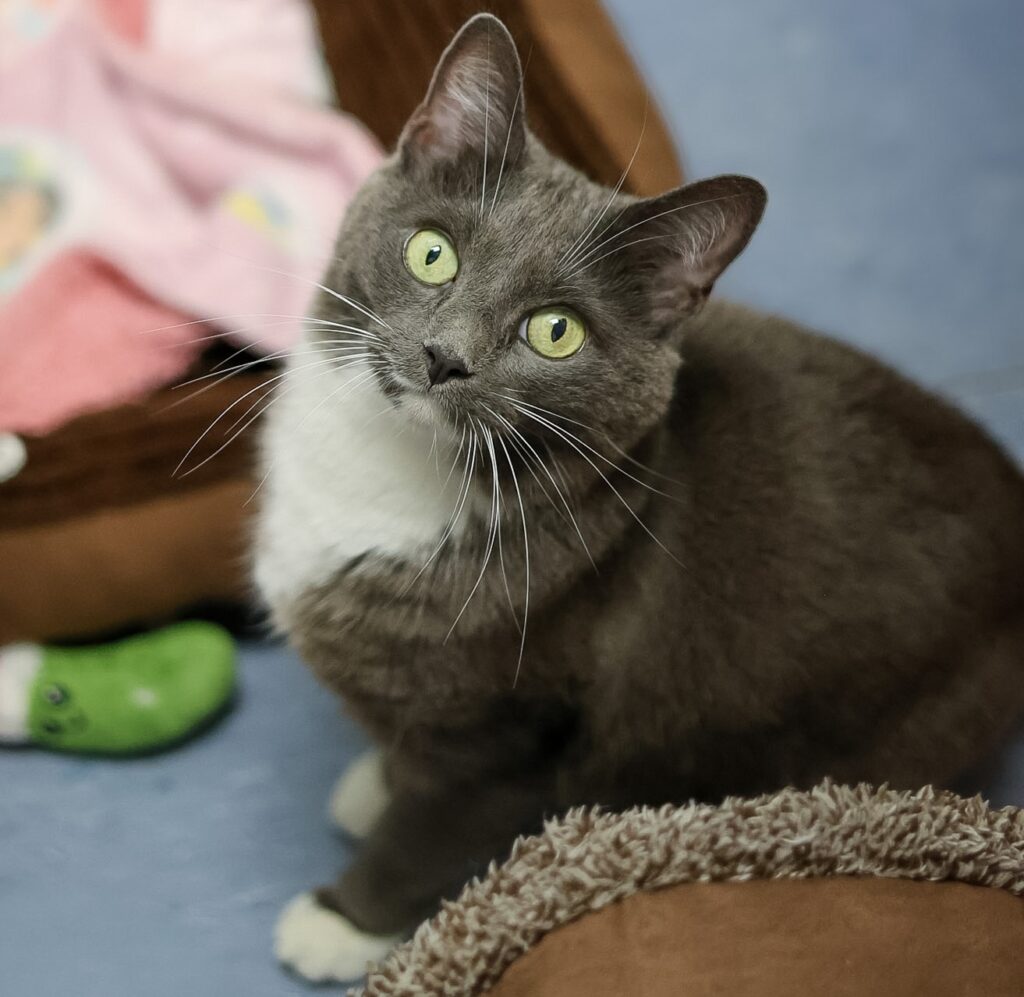 Adoptable Animal-Daphne