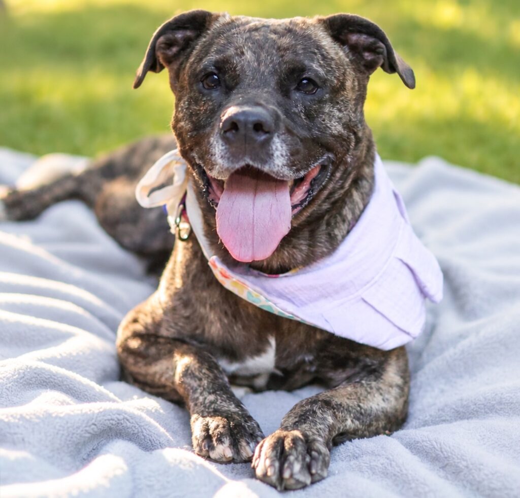 Adoptable Animal-Jill