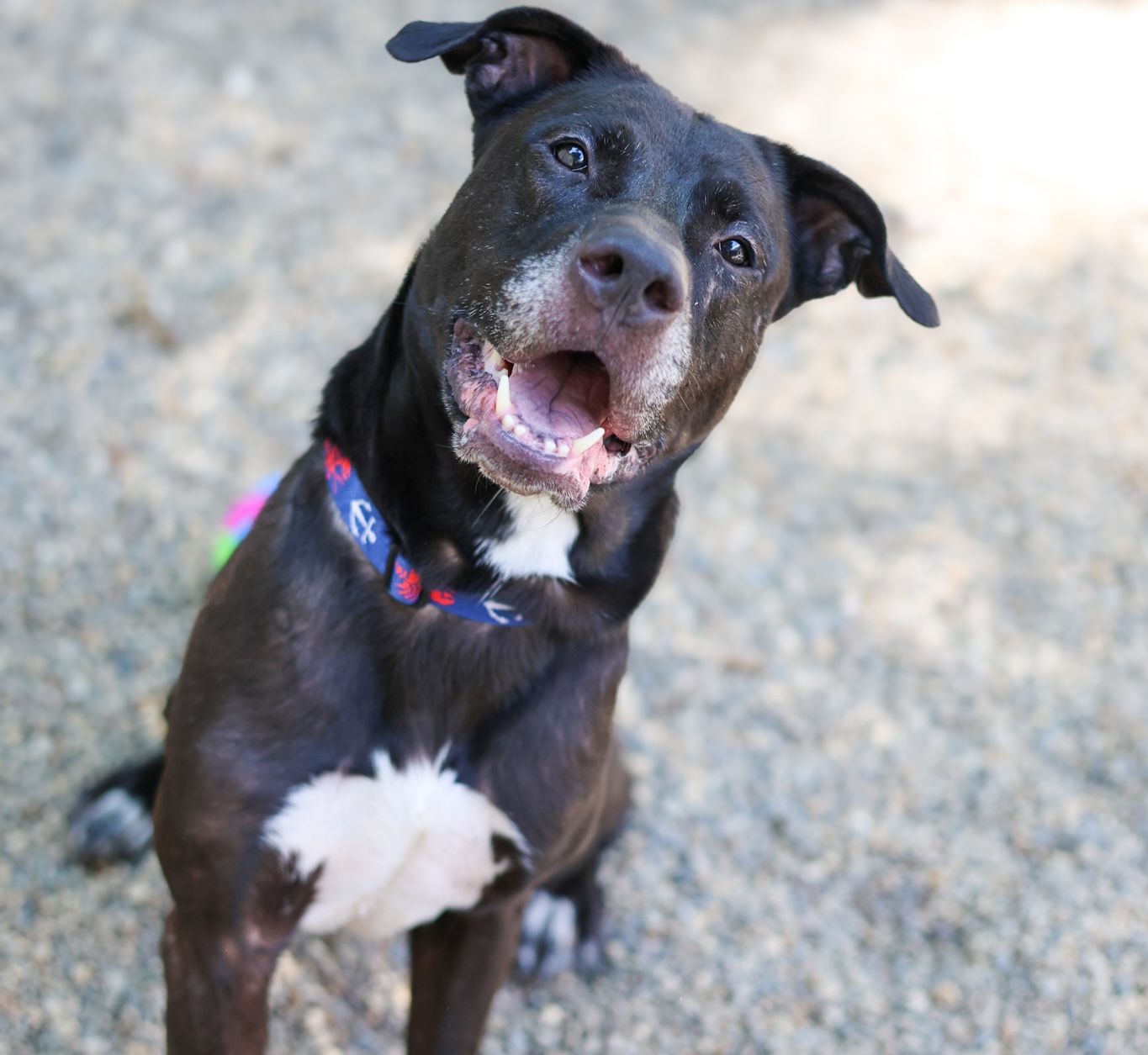 Baypath Adoptable Animal of the Week: Thor