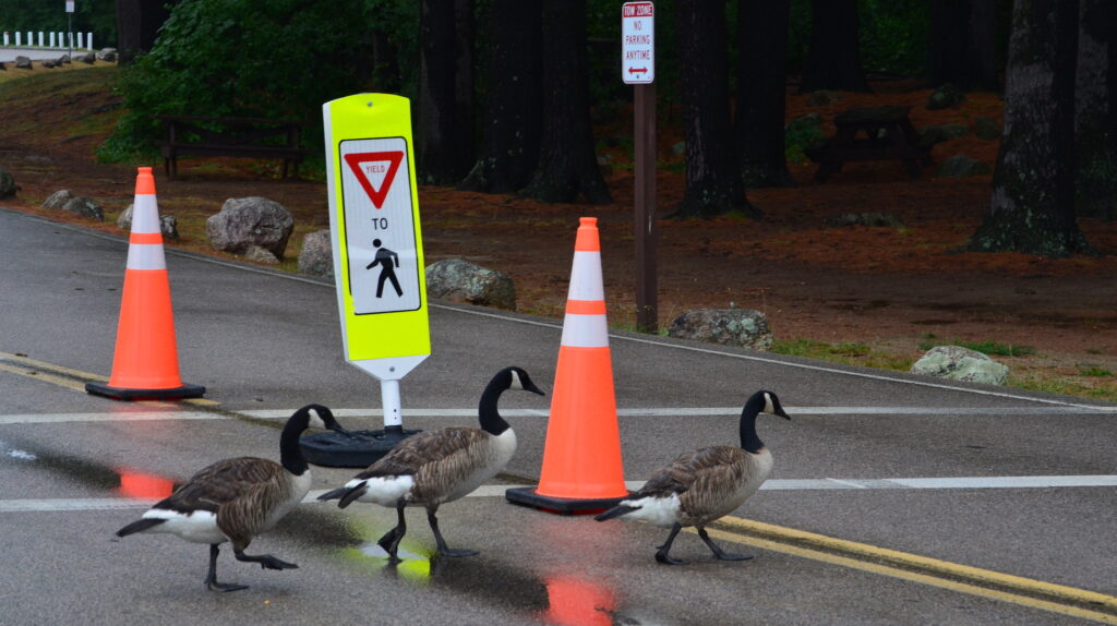 Geese Hopkinton State Park