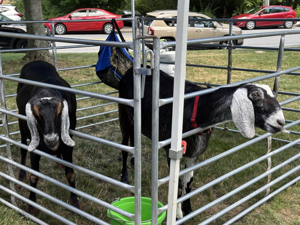 Goats at Farmers Market