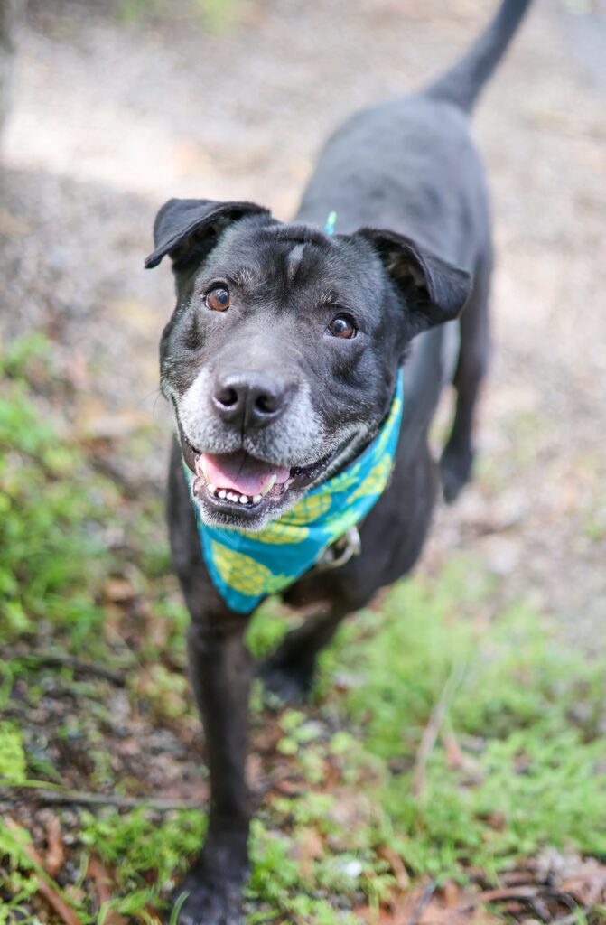 Adoptable Animal-Riley