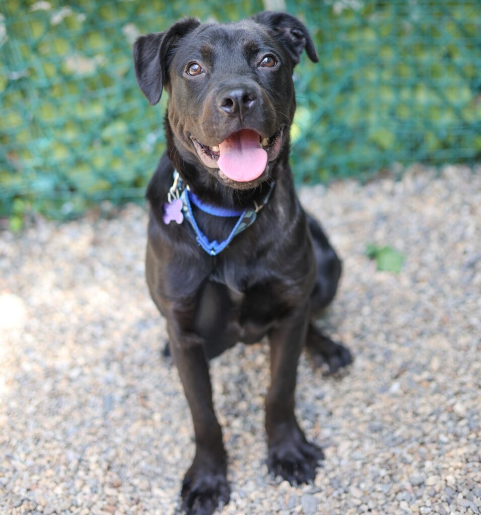 Adoptable Animal-Brave