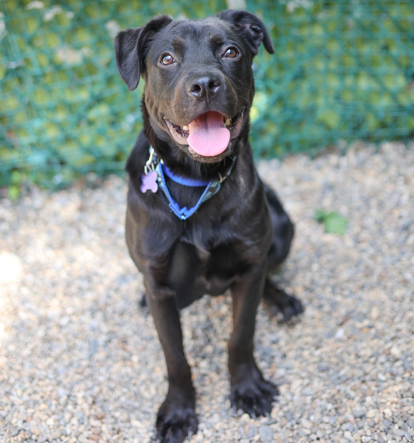 Baypath Adoptable Animal of the Week: Brave