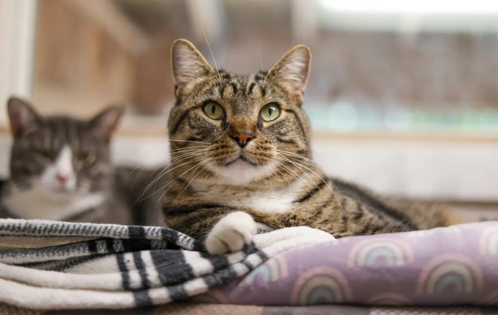 Elvis Purrsley