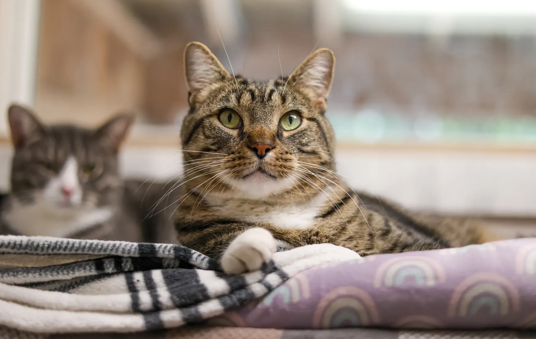 Baypath Adoptable Animal of the Week: Elvis Purrsley