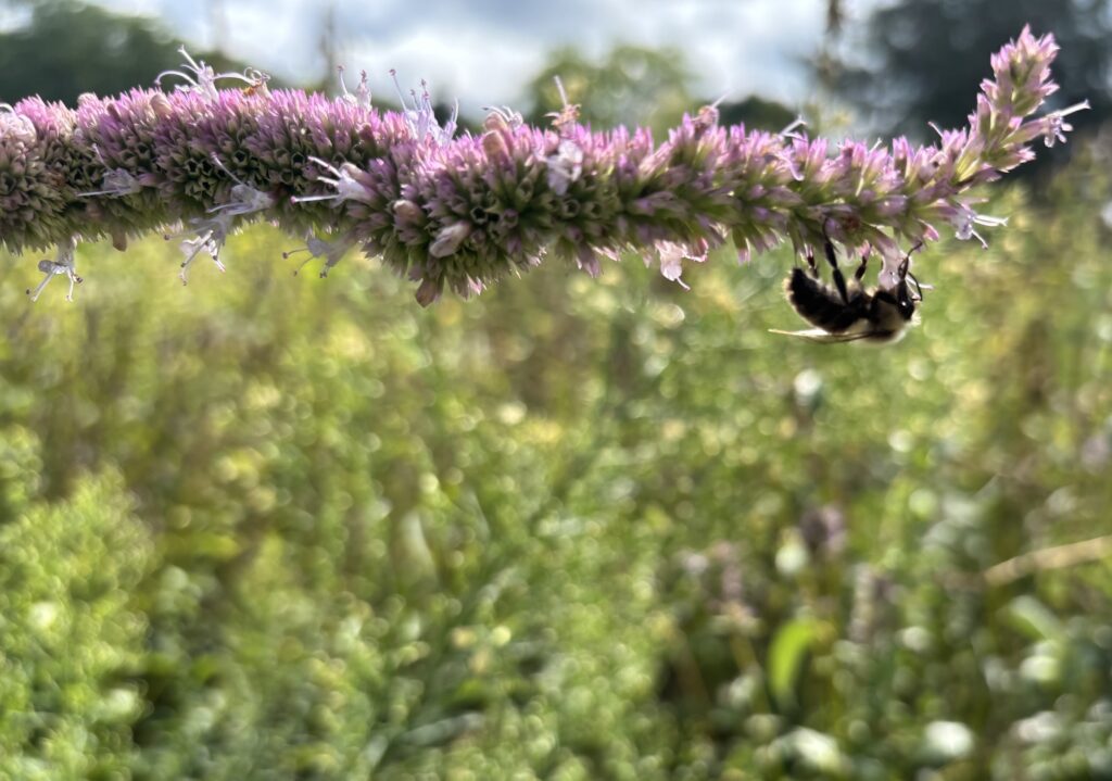 Bee Hughes Farm