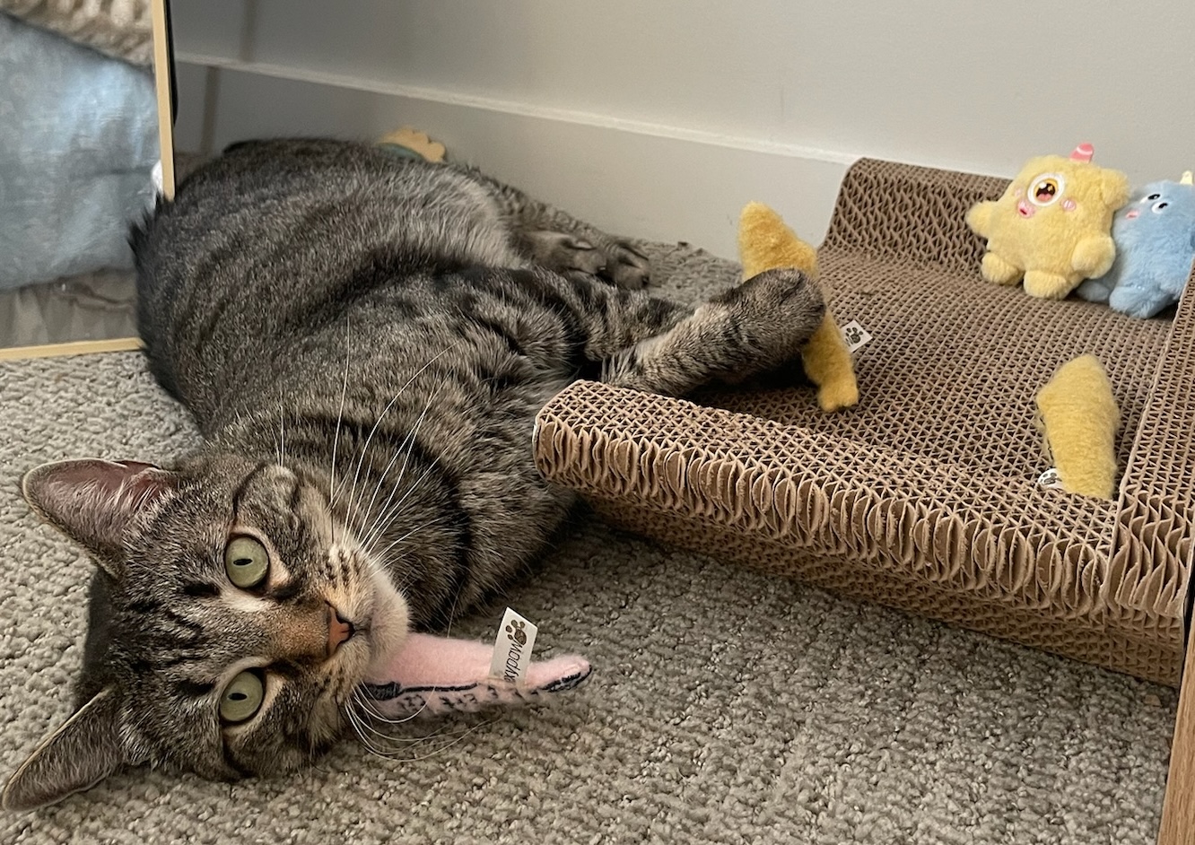 Baypath Adoptable Animal of the Week: Sonnet