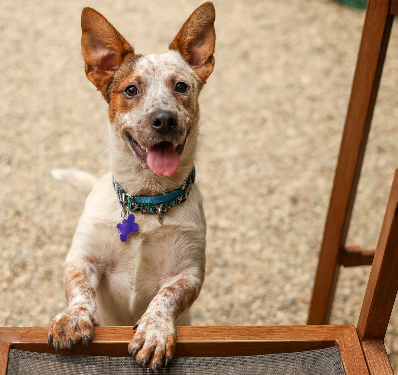 Baypath Adoptable Animal of the Week: Quest