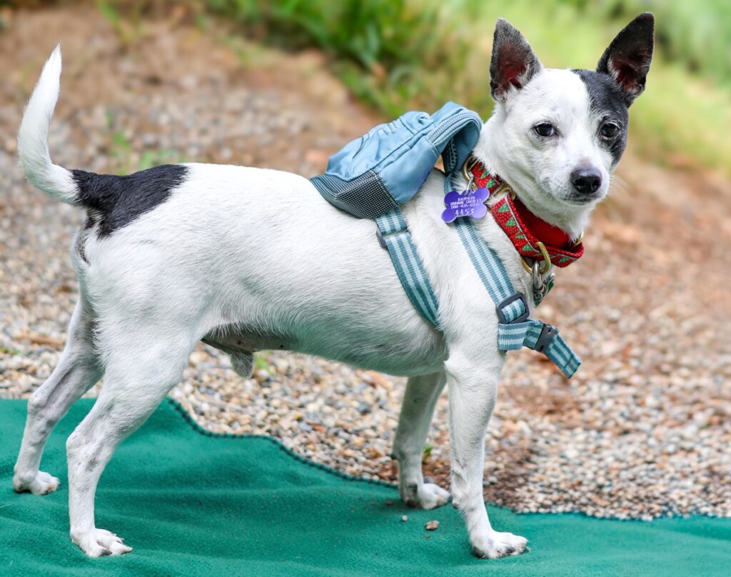 Adoptable Animal-Chewy