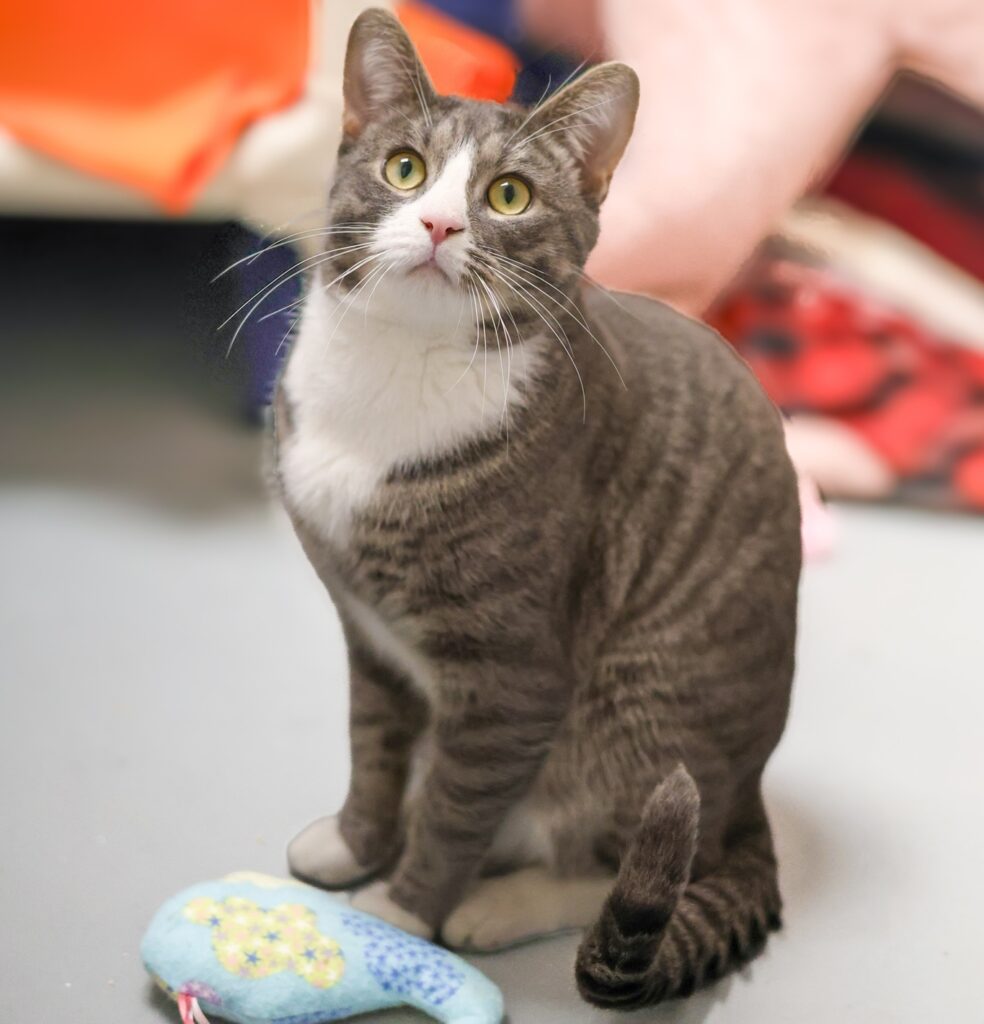 Adoptable Animal-Porcini