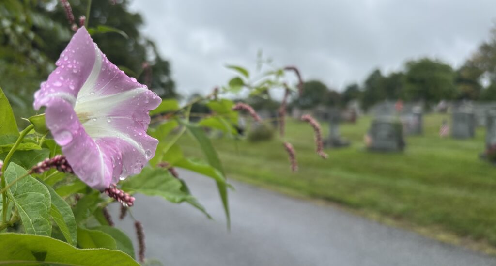 Flower St Johns Cemetery