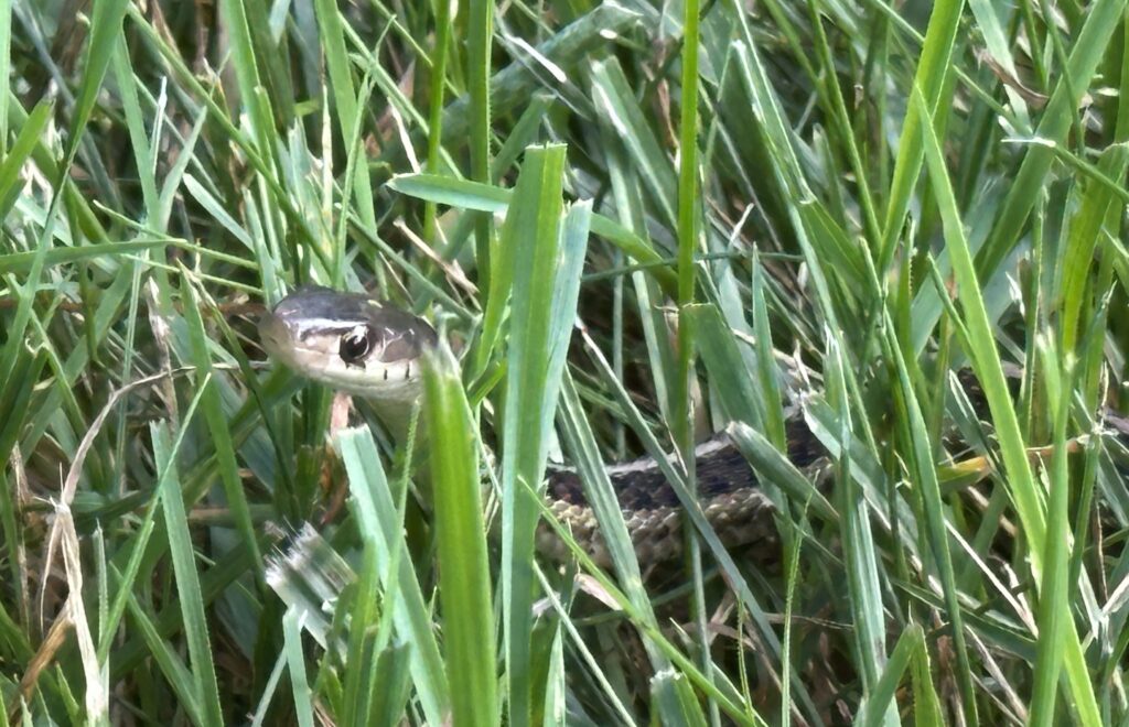 Snake in Yard