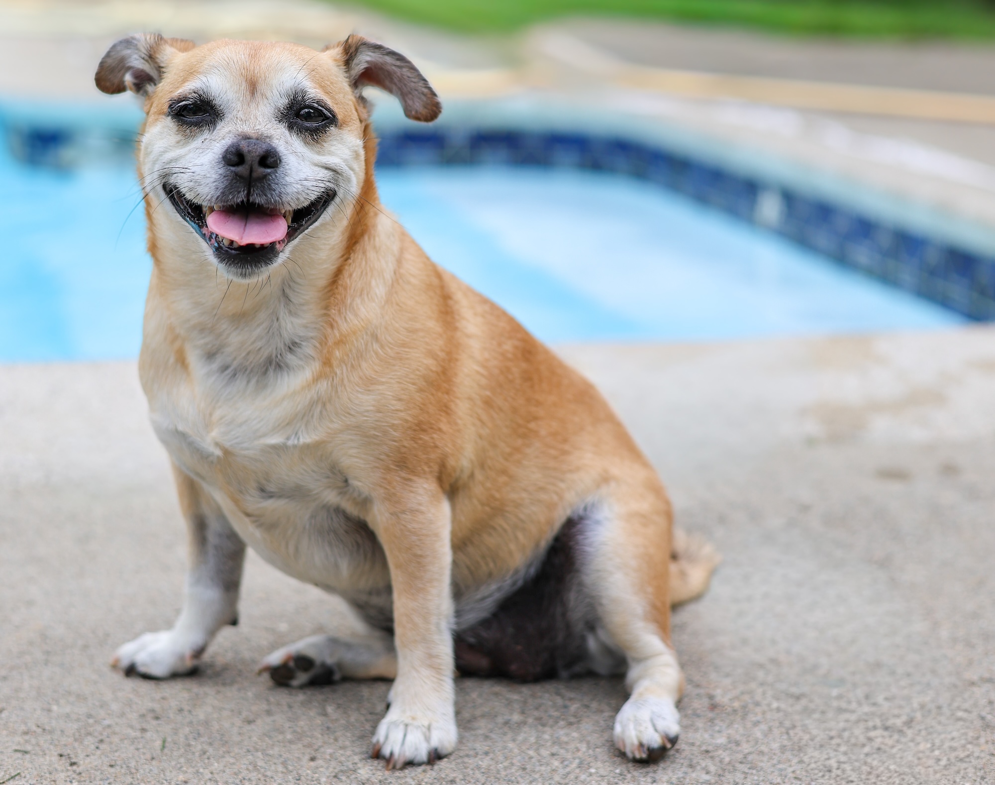 Baypath Adoptable Animal of the Week: Freya