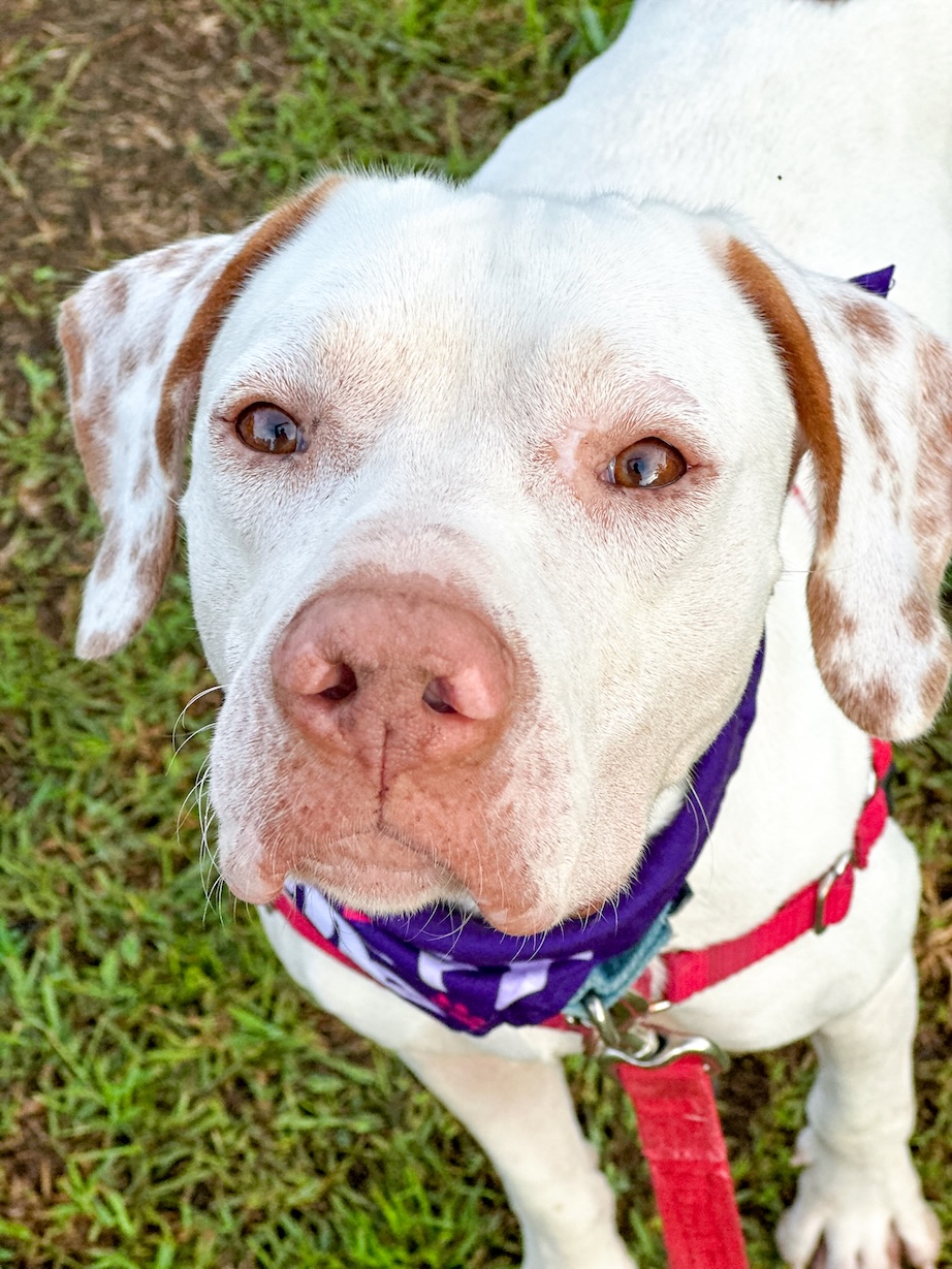Baypath Adoptable Animal of the Week: Sherman