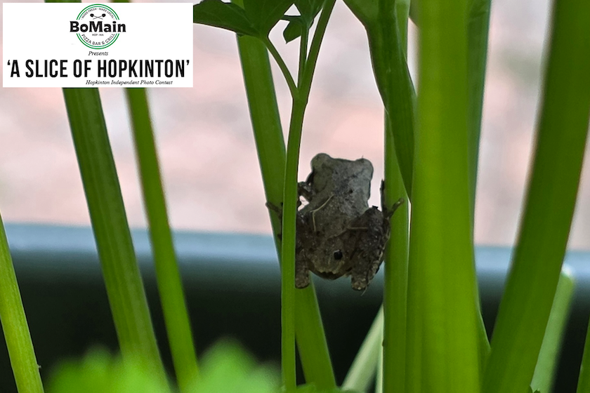 BoMain Slice of Hopkinton photo contest winner, Sept. 2 edition