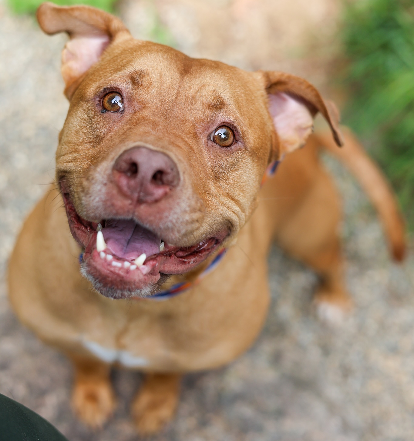 Baypath Adoptable Animal of the Week: Mochi
