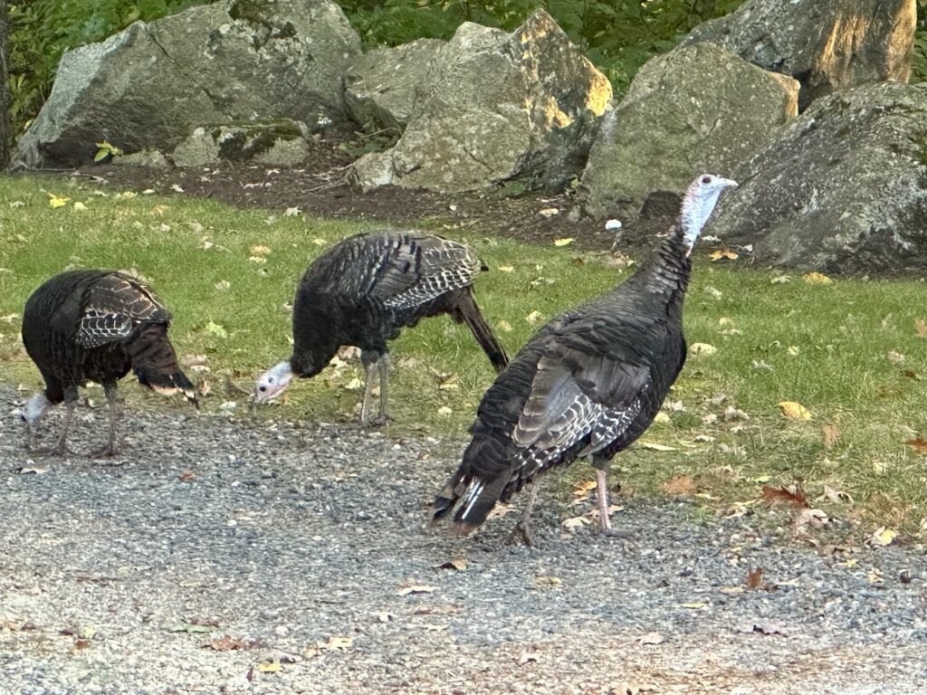 Turkeys Chamberlain