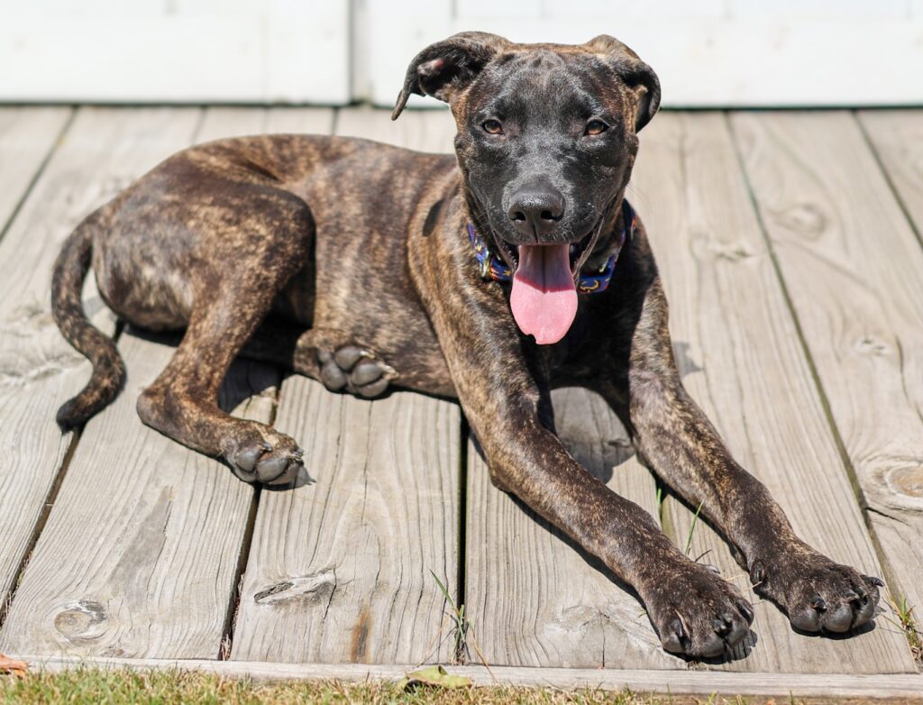 Adoptable Animal-Paddington