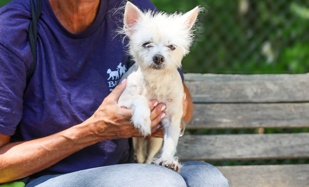 Adoptable Animal-Scruffy