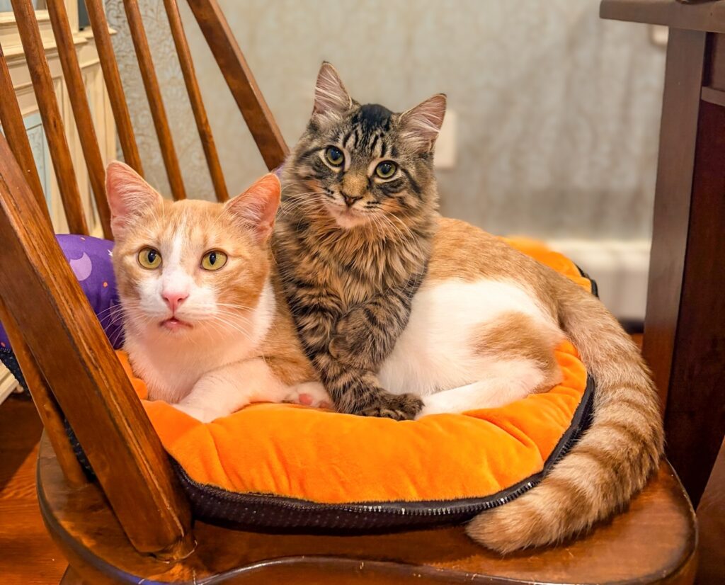 Adoptable Animal-cats