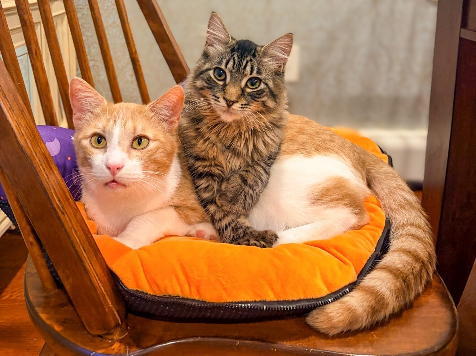 Baypath Adoptable Animal of the Week: Twister and Gatsby