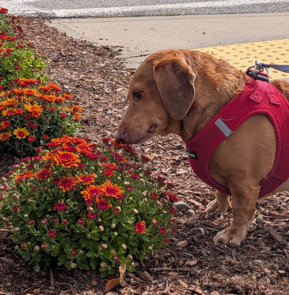 Coco Flowers Sidewalk